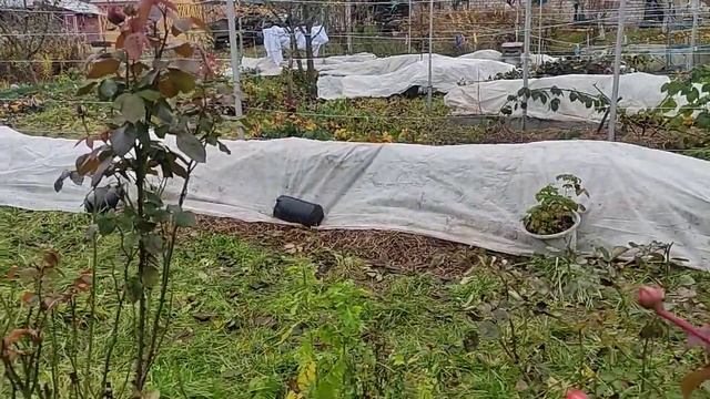 Укрываю ежевику на зиму. три этапа рассказываю смотреть онлайн