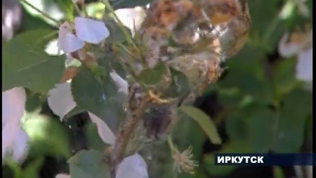 Горностаевая моль смотреть онлайн