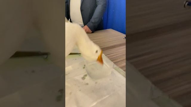 Гусь напыщенный смотреть онлайн