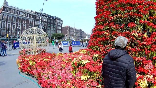 Ёлка из цветов пуансеттии. смотреть онлайн