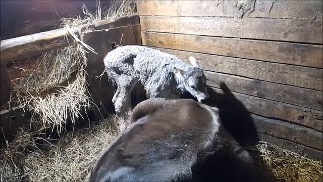 Отел коровы//отек вымени//что делать? смотреть онлайн