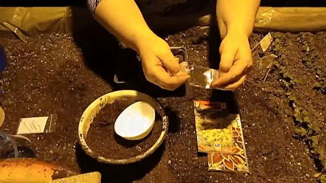 Посев семян: Флоксы (Phlox) и Колеус (Coleus) смотреть онлайн