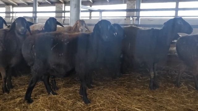 Гиссарские овцематки, вторая партия - на днях начнут котиться смотреть онлайн