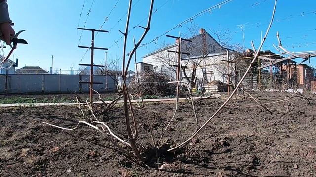 Весенние работы на винограднике . Часть 2 сухая подвязка. смотреть онлайн