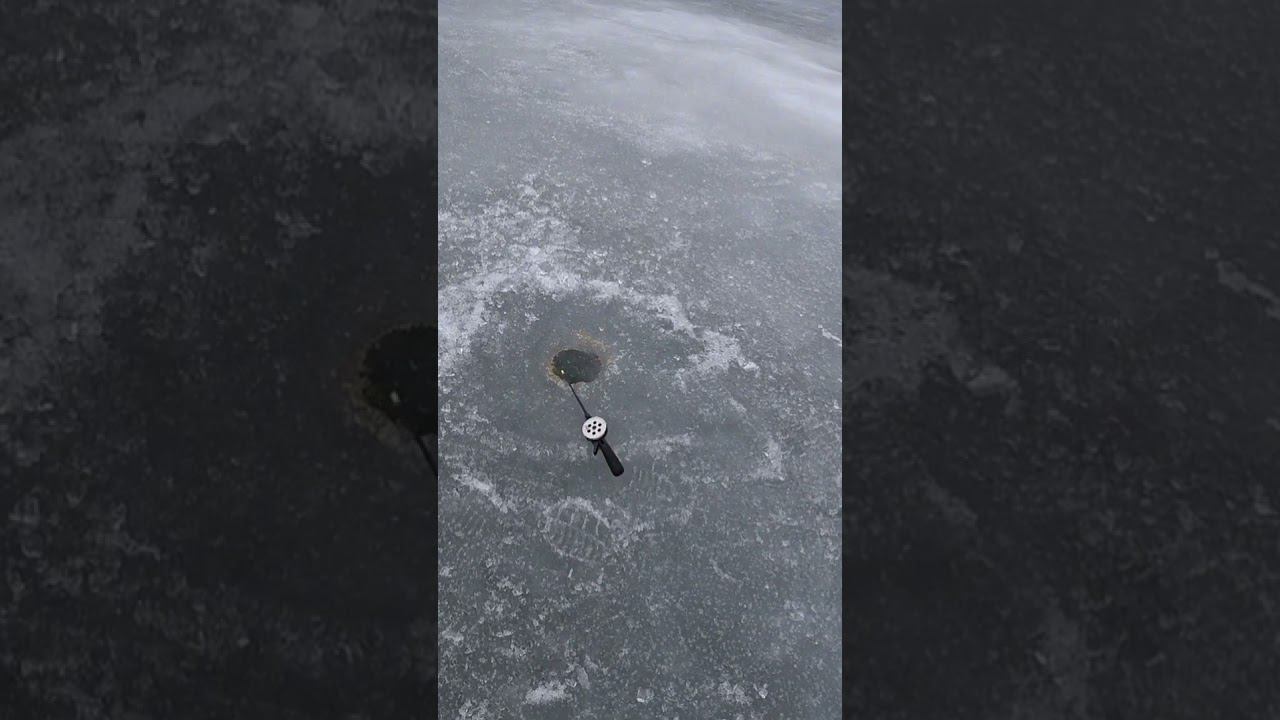 Рыбина утащила удочку! смотреть онлайн