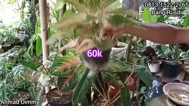 GERCEP2 YUK...❗DISINI BANYAK JENIS KOLEKSIAN ANTHORIUM JEMANI VARIGATA MENORITA смотреть онлайн