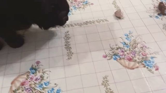 Что выбирают Коты? смотреть онлайн