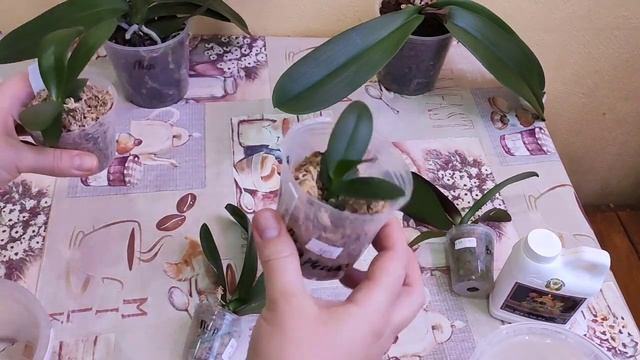 Впервые!?! Стимуляторы которых не было. Стимуляторы корнеобразования??. смотреть онлайн