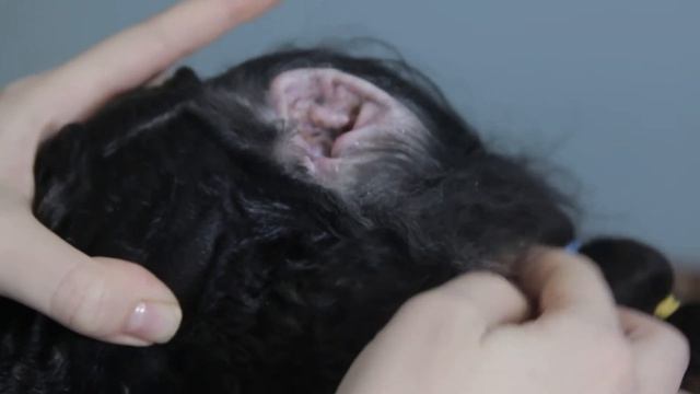 Как выщипать шерсть из ушей собаки смотреть онлайн