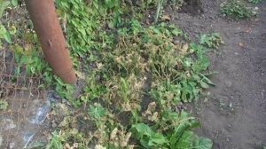 Какие сидераты сеять летом׃  например, когда освобождаются площади?