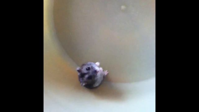 Сургученок рвется на волю смотреть онлайн