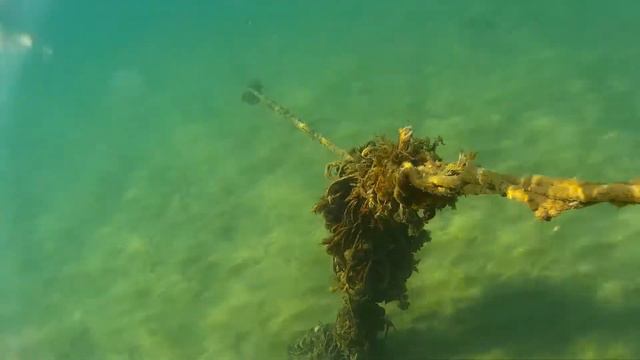 Подводная видео съёмка морского дна. Верёвка для буйков заросшая морскими водорослями смотреть онлайн