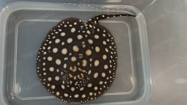 Скат леопольди гибрид "чёрный диамант" (Potamotrygon leopoldi sp. BLACK DIAMOND) смотреть онлайн
