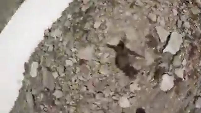 Вот так надо ездить на лыжах смотреть онлайн
