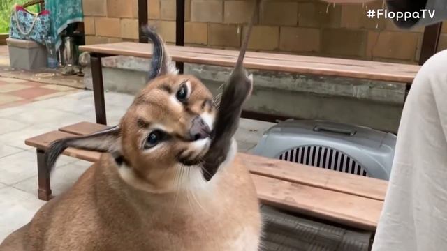Big Floppa is Eating a Rat : Caracal смотреть онлайн