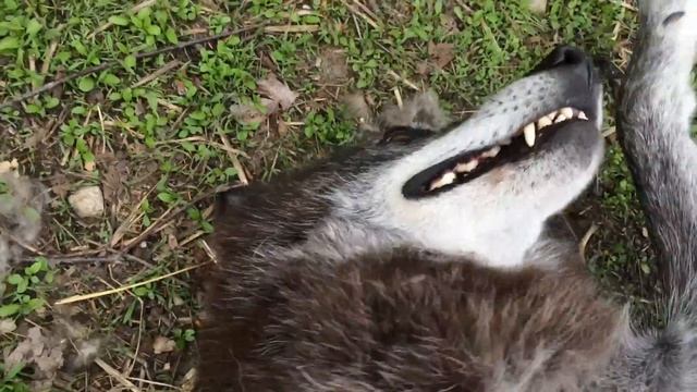 Очень счастливый волк