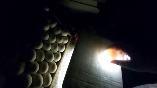 Проверяем яйца!! Ищем гусят и утят!!