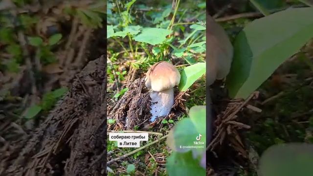 В Литве ходил в лес за грибами #lietuva #lithuania #europe #baltic #грибы #grybai смотреть онлайн