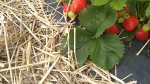 ЭЛЬСАНТА ОБЗОР клубники (Клубника которую я вывел)