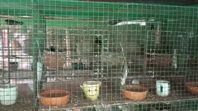 4000 Pair of Finches, Java and Budgies Bird Breeding Farm | Owl, Long tail, Gouldian, Zebra Finches смотреть онлайн