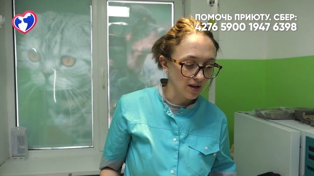 Спасение раненого кота | Первая бесплатная вет. санчасть в России смотреть онлайн