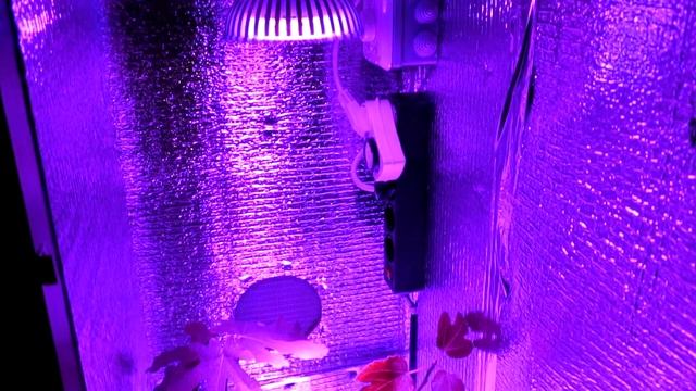 ОАЗИС Старт без фильтра 36 Вт LED фулспектр подсветка - гроубокс - шкаф для растений смотреть онлайн