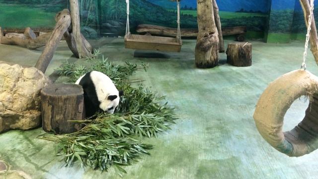 Что ест на завтрак Панда смотреть онлайн