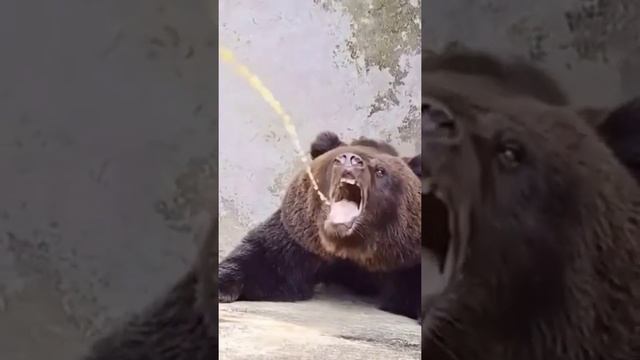 медведь пётт воду)#медведь #животные #юмор #animals смотреть онлайн