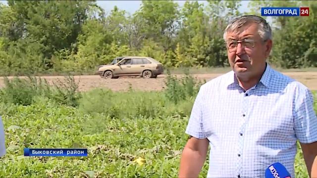 Стартовал сезон быковских арбузов