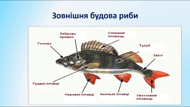 Біологія. Тварини. Тип Хордові. Кісткові риби. загальна характеристика, будова, скелет смотреть онлайн