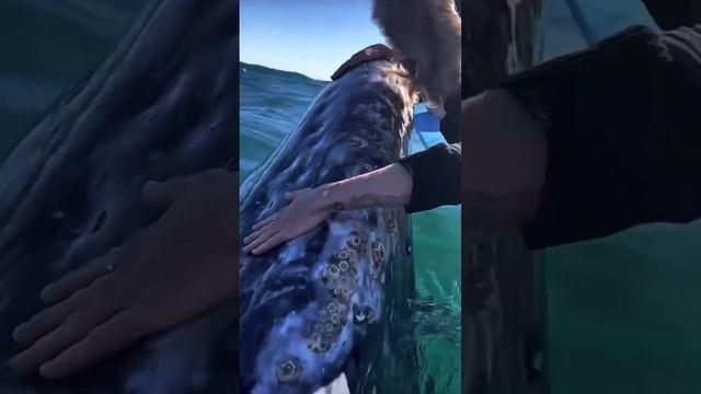 #shorts whale my friend, кит и человек. Встреча давних друзей в море ? #whale #кит #киты #whales смотреть онлайн