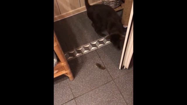 Где Марсик? смотреть онлайн