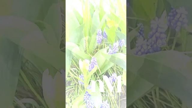 Молитва утром #молитва #молитваобисцелении #сильнамолитва смотреть онлайн
