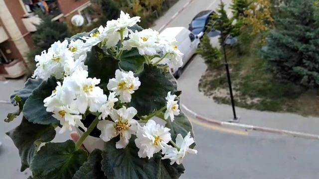 Фиалка РС-Золотой Дракон/ Коллекция Az-EL ???✌? смотреть онлайн
