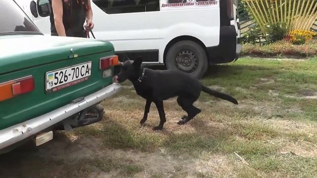 K-9 Best Detection Samba № 4 смотреть онлайн