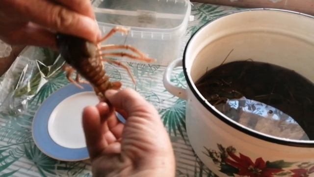 Как приготовить раки, как чистить раков, сколько варить смотреть онлайн
