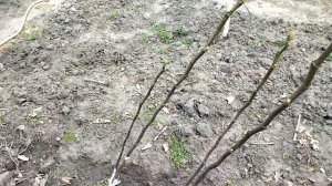 Пробуждение инжира после зимней спячки