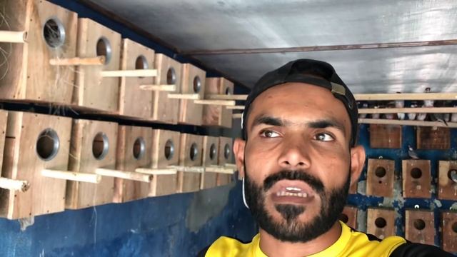 Fone Java breeding setup ???? Fawn Jawa ki coloni / Java breeding setup #jawasparrow смотреть онлайн