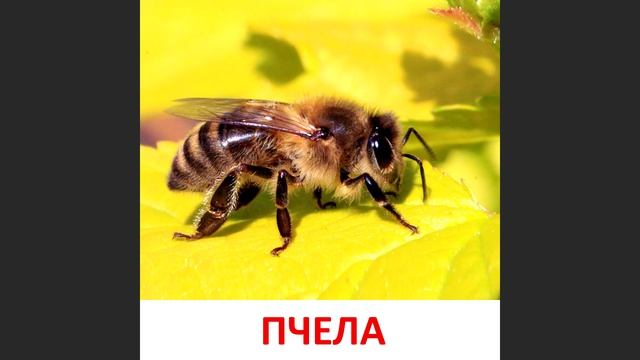 Животные города смотреть онлайн