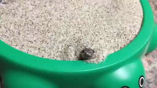 Новый домик для песчаной змеи смотреть онлайн