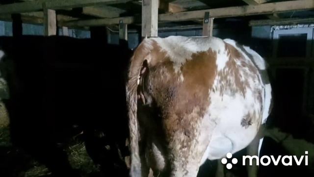 Отел коровы.Двойня?! смотреть онлайн