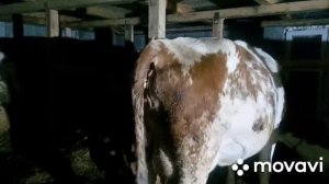 Отел коровы.Двойня?!