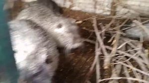 Нутрии. Сухие ветки для нутрий. Содержание нутрий в домашних условиях в клетке. Подстилка для нутри