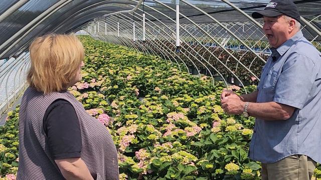 Hydrangea Let's Dance Sky View® (Reblooming Hydrangea) - Free Flowering, Improved Bud Hardiness👍👏😉💚 смотреть онлайн