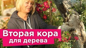 КАК ВЫЛЕЧИТЬ РАНУ НА ДЕРЕВЕ? Готовим своими руками ЦЕЛЕБНУЮ замазку для больших ран и дупел