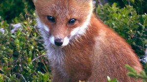 Млекопитающие