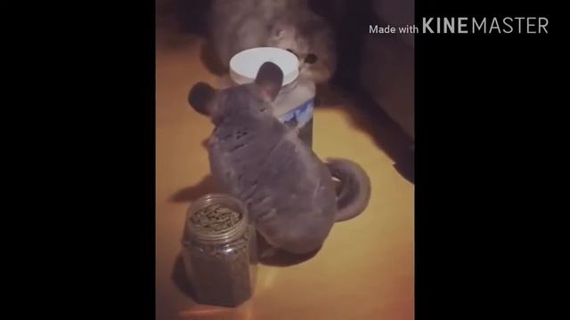 Милая гифка! Бегом смотреть!:) смотреть онлайн