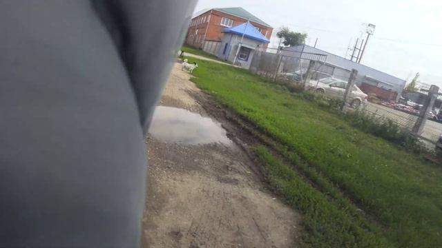 Перцовый Балончик против АГРЕССИВНЫХ Собак смотреть онлайн