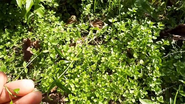 Осень, сорняки прочь с огорода!!!