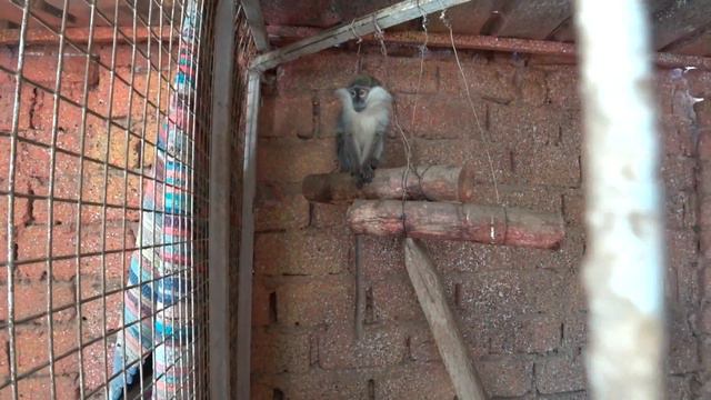 EGYPT HURGADA Плюнул ВЕРБЛЮД Укусила змея Квадро сафари QUADRO SAFARRY 2017 Jungle Aqua Park #5 смотреть онлайн